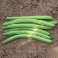 Park Seed Antigua Organic Bush Bean Seeds – Dwarf French Variety, Stringless 6-Inch Pods, High Yield, Slow Seed Development, Disease Resistant, Soil Enriching, Easy to Grow – 1/4 lb Pack