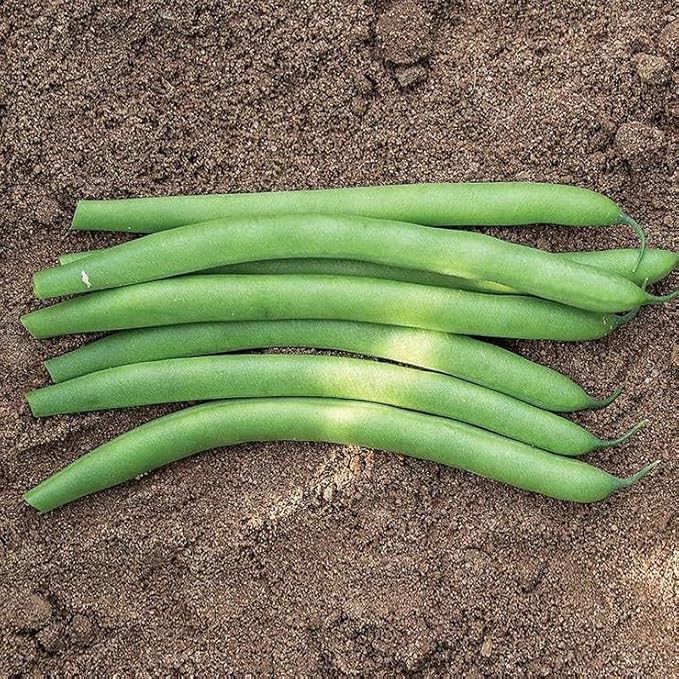 Park Seed Antigua Organic Bush Bean Seeds – Dwarf French Variety, Stringless 6-Inch Pods, High Yield, Slow Seed Development, Disease Resistant, Soil Enriching, Easy to Grow – 1/4 lb Pack