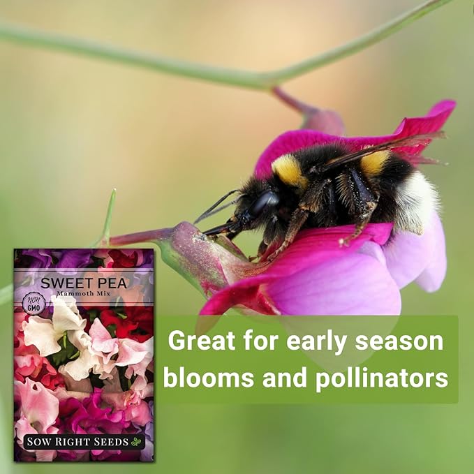 Sow Right Seeds - Mammoth Mix Sweet Pea Seeds for Planting - Beautiful Flowers to Plant in Your Garden - Non-GMO Heirloom Packet - Fragrant Colorful Blooms for Bouquets - Wonderful Gardening Gift (3)