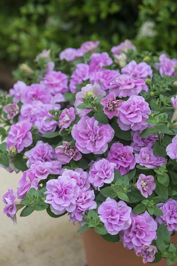 Double Petal Trumpet Flower Seeds, 299 Pieces, Climbing Vine for Summer-Fall Blooming, Garden and Balcony