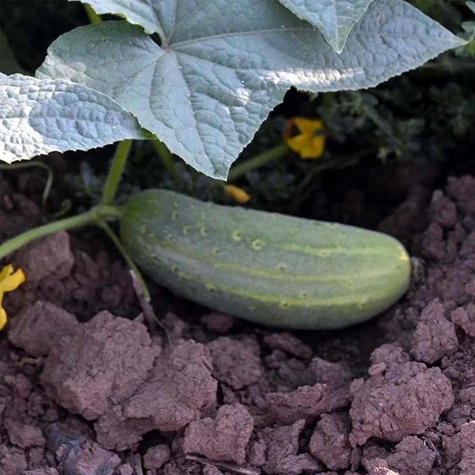 Morden Early Cucumber 1 Oz ~860 Seeds – 45-55 Days – Cucumis sativus – Heirloom, Non-GMO, Open-Pollinated – 1956 Manitoba Variety – 5–7 Inch Dual-Purpose Fruits for Fresh Eating or Pickling