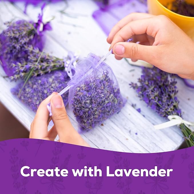 English Lavender Seeds for Planting - 1500+ Heirloom, Non-GMO Seeds - High Germination, Fragrant Purple Flowers Herb Seeds for Home Garden, Indoor/Outdoor