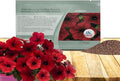Outsidepride Red Velour Tidal Wave Petunia Seeds - 30 Pcs Annual, Vibrant Blooms, Spreading Petunia Seeds for Planting Outdoors, Ideal for Pollinator-Friendly Garden Beds & Containers (AAS Winner)