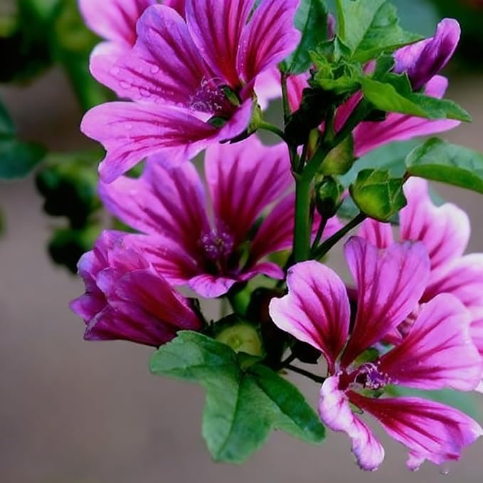 500+ Malva Seeds for Planting, Perennial Purple Malva Sylvestris Seed, Non-GMO Heirloom Mallow Flower Seeds for Home Garden Outdoor