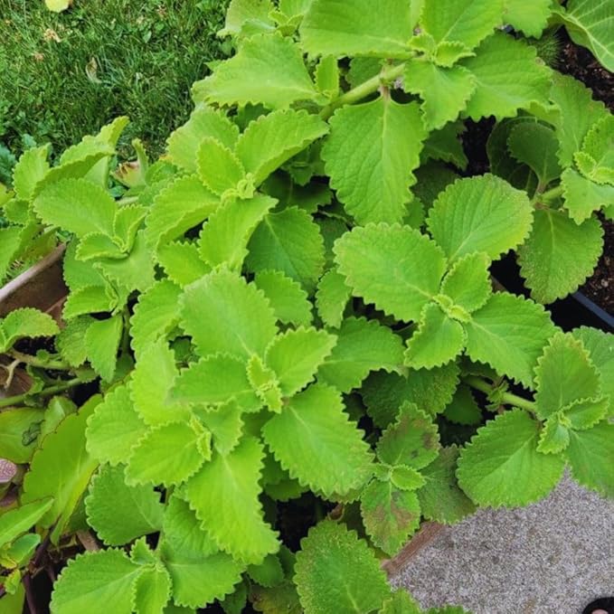 2 Cuban Oregano Live Plant, Oregano Plants Live, Mexican Mint Plant, Spanish Thyme Vegetable Plants Live Garden