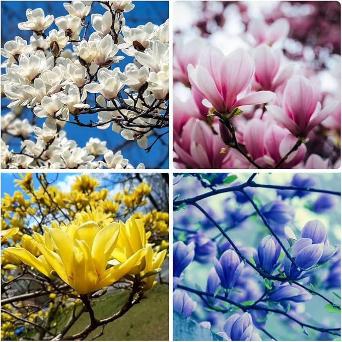 10+ Perennial Mix Magnolia Flower Seeds for Planting Outdoors -Magnolia Trees Plants Seed Ornamental Fragrant Tree Garden,Non-GMO Heirloom for Home Outdoor Garden