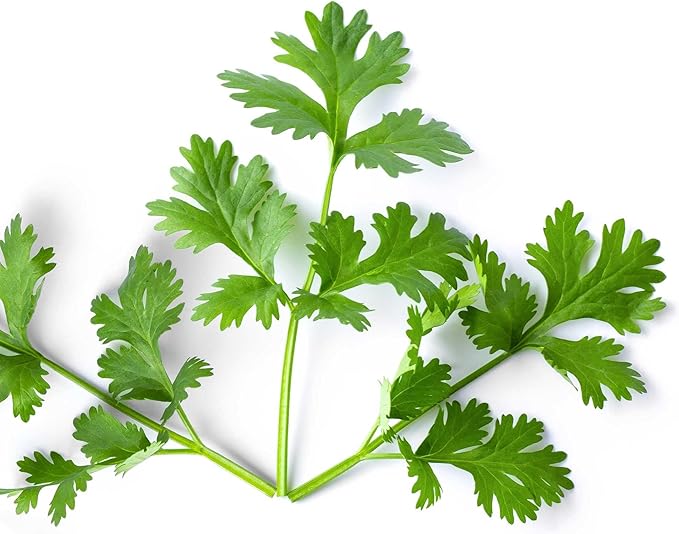 Leisure Cilantro Chinese Parsley Seeds 3g ~200 Seeds – Non-GMO, Heirloom Herb for Indoor/Outdoor Gardening, High Germination, Ideal for Culinary Use, Easy to Grow in Pots or Beds