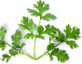 Leisure Cilantro Chinese Parsley Seeds 3g ~200 Seeds – Non-GMO, Heirloom Herb for Indoor/Outdoor Gardening, High Germination, Ideal for Culinary Use, Easy to Grow in Pots or Beds