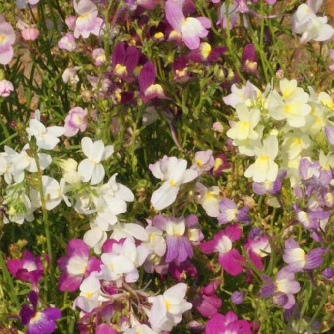 Outsidepride Toadflax Baby Snapdragon Seeds - 1/4 lb Annual, Deer-Proof, & Compact Flower Seeds for Planting Vibrant Blooms, Ideal for Pollinators, Borders, Small Gardens, or Containers