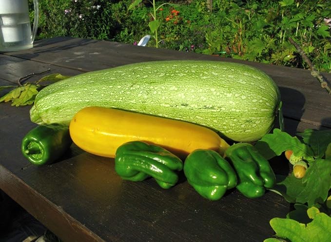 Seeds4planting - Seeds Zucchini Courgette Squash Summer Mix 35 Days Fast Heirloom Vegetable Non GMO