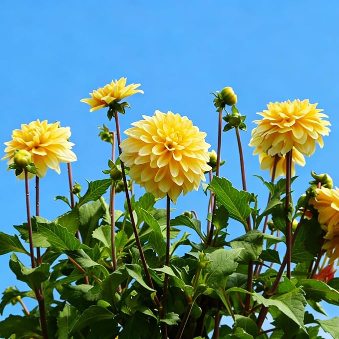 Dahlia Seeds for Planting, 400pcs Rare Perennial Garden Dahlia Flower Seeds Plants, Non-GMO Heirloom Beauty Flowers Home Garden for Outdoors