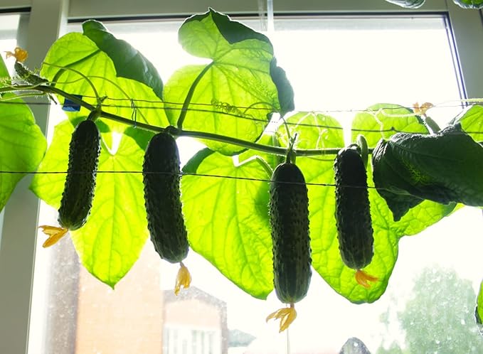 Seeds Indoor Cucumber F1 Seeds for Planting Indoors 10 Seeds Annual Plant