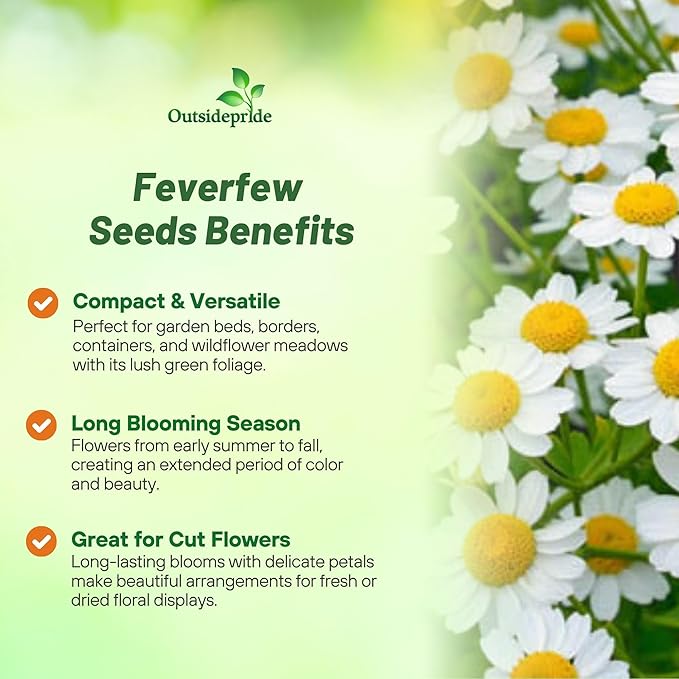 Outsidepride Feverfew Chrysanthemum Seeds - 5000 Pcs. Perennial, Drought Tolerant Flower Seeds for Planting in Pollinator Gardens, Cut Flowers & Low Maintenance Landscaping