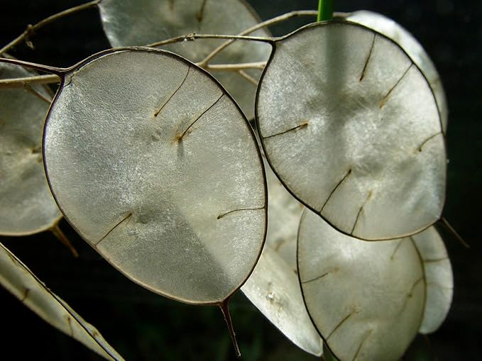 CEMEHA SEEDS - Seeds Silver Dollar Lunaria Mix Money Plant Biennial Flowers for Planting