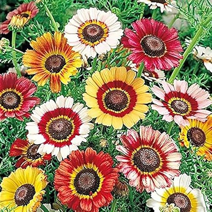 1000 Rainbow Painted Daisy Seeds - Former Wildflower Tamed as a Colorful Sunny Annual and Cut Flower