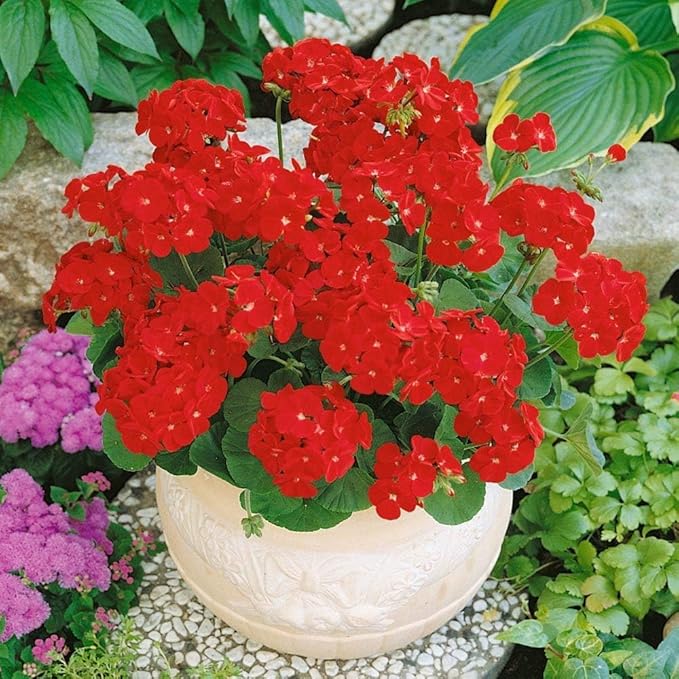Park Seed Geranium Flowering Plant Seeds, Maverick Scarlet Variety with Large Dark Red-Orange Blooms, Heat and Humidity Tolerant Annual, Pack of 10