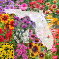North Florida Bulk Perennial Wildflower Seed Mix 1lb Covers 2,000sq-ft - Attract Pollinators, Multi-Color Blooms - Southeast Species Plant Spring/Fall, Earth-Friendly Packaging (1/8 Pound (2 Ounce))
