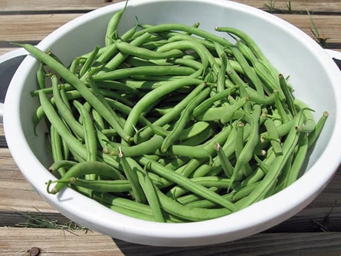 Kentucky Wonder Pole Beans 500 Seeds per Pack, Non-GMO, COOL BEANS N SPROUTS