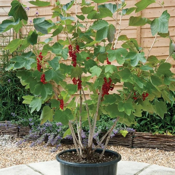 GARDENERA Premium Currant Plant Potting Soil Mix - Perfect Balance of Nutrients, Drainage, and Aeration for Thriving Currant Plants - 1 QUARTS