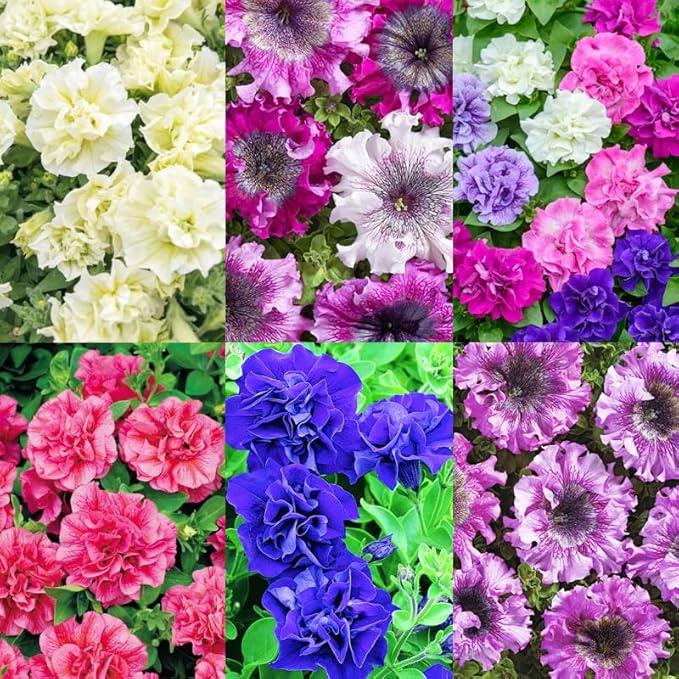 320+Perennial Mixed Petunia Flower Seeds for Planting Outdoor Non-GMO Heirloom