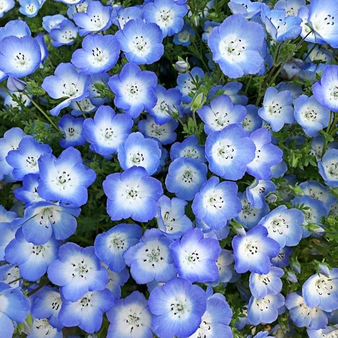 Nemophila Baby Blue Eyes Flower Seeds – 1000+ Non-GMO Annual Wildflower Seeds – Easy Growing, Deer Resistant,Perfect for Garden & Landscape