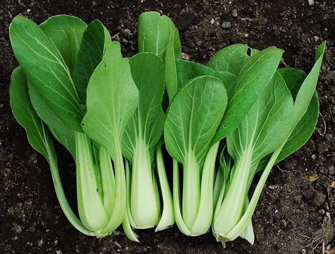 Seeds Vegetable Chinese Cabbage Bok Choy (Pak Choi) Green - 300 Seeds