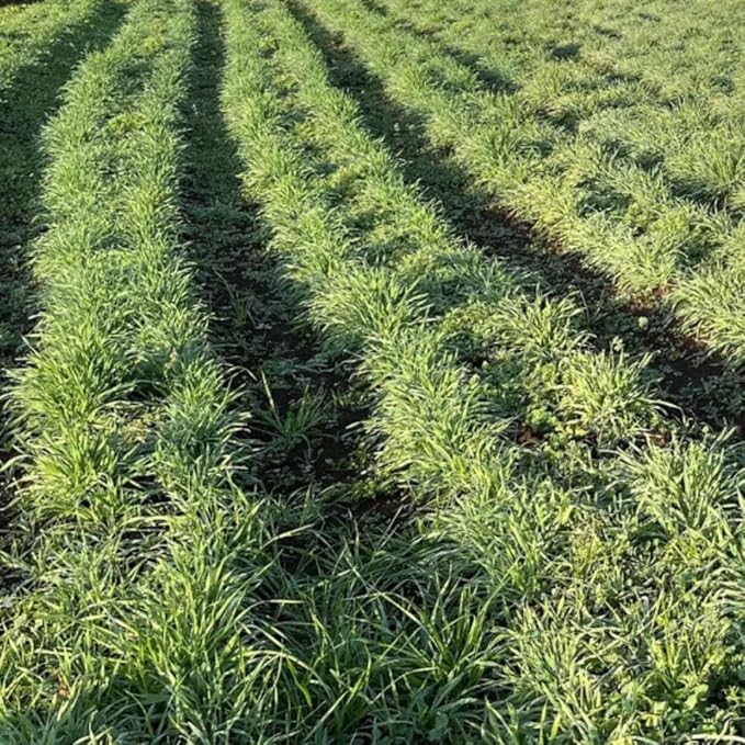 5 Pound Rye Cover Crop Seeds, Fast-Growing Rye Grass Seed for Lawn, Outdoor Planting