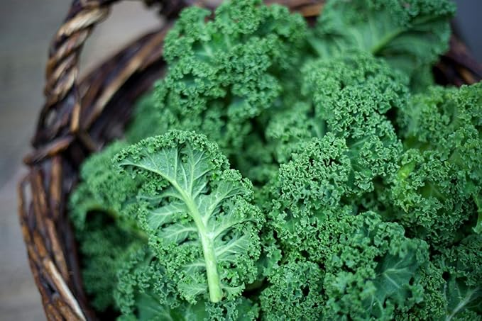 300+ Seeds Bush Kale Giant Cabbage - Vegetable Green