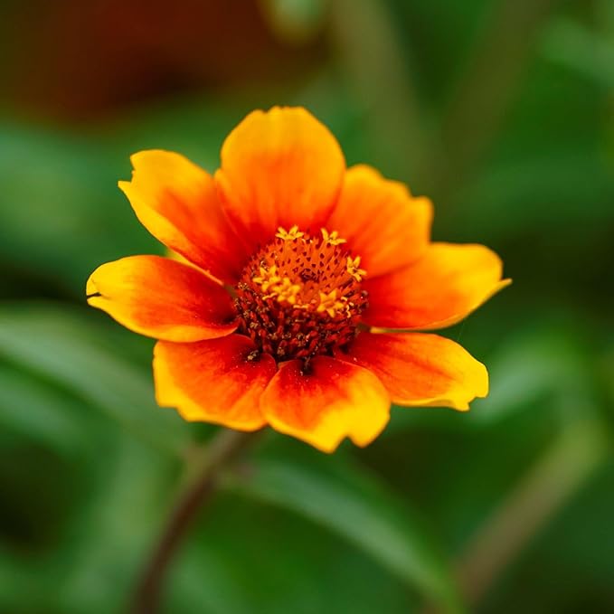 Eden Brothers Zinnia Seeds - Chippendale Daisy, Non-GMO Seeds for Planting, 1 oz | Low-Maintenance Flower Seeds, Plant During Spring, Zones 3, 4, 5, 6, 7, 8, 9, 10