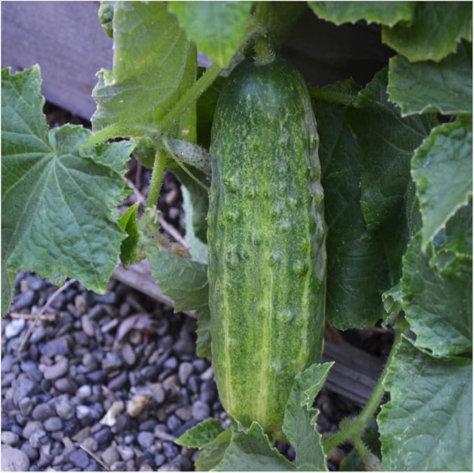 Seed Needs, Spacemaster 80 Cucumber Seeds - 60 Heirloom Seeds for Planting Cucumis sativus - Grow Your Own Outdoor Vegetable Garden, Non-GMO & Untreated (1 Pack)