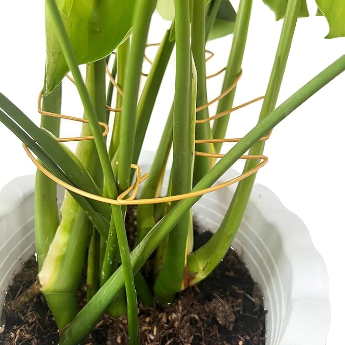 4PCS Adjustable Monstera Plant Support Stakes - Indoor Plants Accessories with Secure Clamps, Easy to Install & Customize for Tall Plants | Durable Metal Design for Healthy Growth