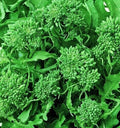 Spring Broccoli Rabe Seeds - Rapini and Brassica Rapa VAR Ruvo Seeds