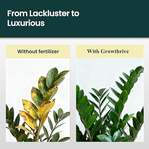 ZZ Plant Liquid Fertilizer – Organic Probiotic Plant Food for ZZ Plants, 10 oz Concentrate (Makes 120L) – Promotes Lush Growth, Greener Leaves & Stronger Roots – Natural, Non-Chemical Formula
