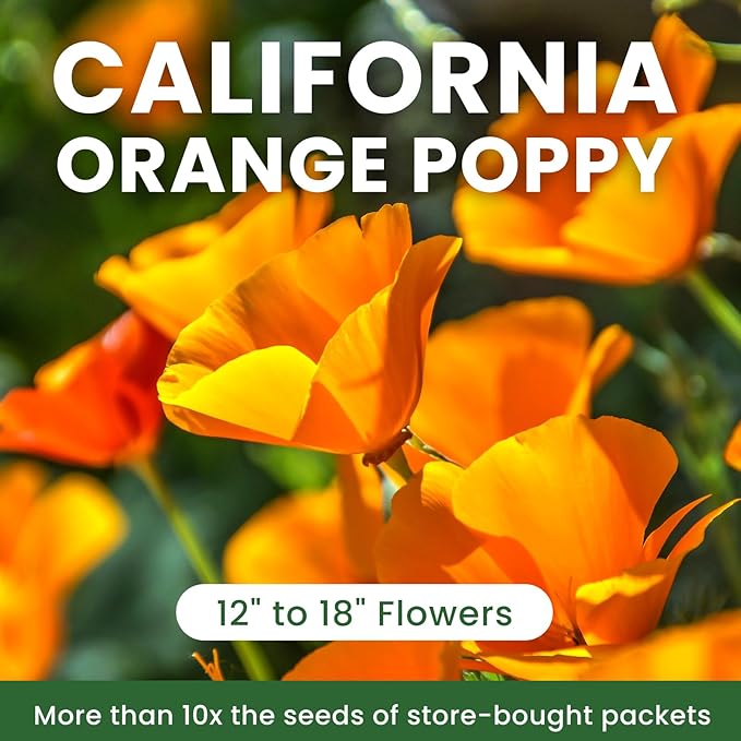 Orange California Poppy Seeds for Planting - Bulk 1.76 Ounce Packet - Over 50,000 Native Seeds - California State Flower