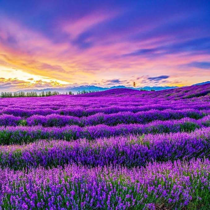 5000+ Lavender Flower Seeds for Planting - Perennial Hardy Fragrant Seeds for Gardens, Pots & Mass Planting