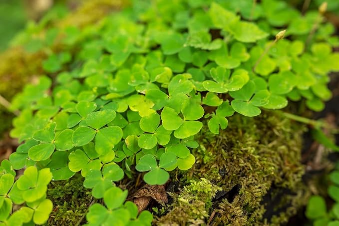 10000+ White Irish Moss Seeds for Planting, Non-GMO Moss Ground Cover Plant Creeping White Flower Green Carpet Clover Seed for Planting Garden Yard Lawn
