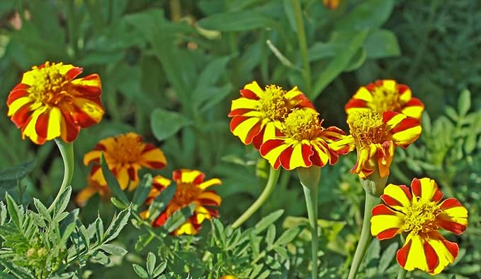 NIKA SEEDS - Seeds Flowers French Marigold Majestic Annual - 100 Seeds