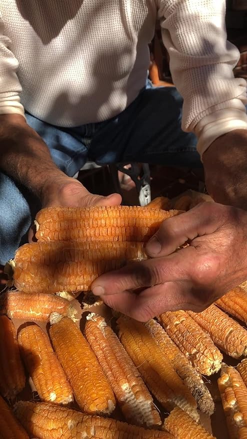Organic Golden Bantam Sweet Corn Seeds (Zea mays) 100 Seeds (28 g) - Heirloom Sweet Corn Seeds for Planting by Smoke Camp Crafts