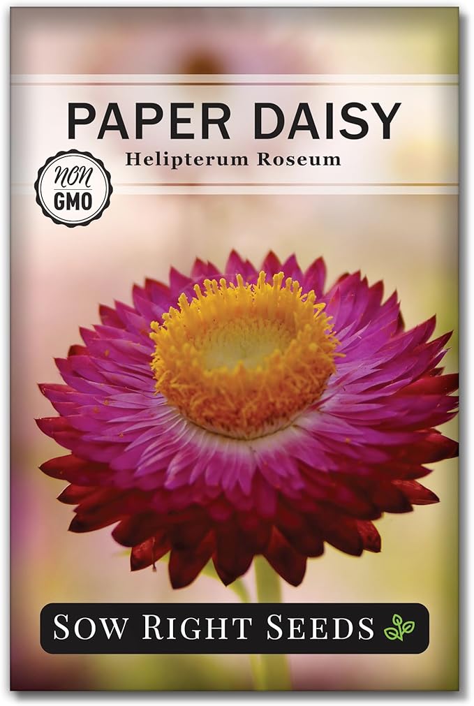 Sow Right Seeds - Paper Daisy (Helipterum Roseum) Seeds to Plant - Non-GMO Heirloom Packet, Instructions to Plant in Your Garden - Fantastic Cut Flower for Bouquets - Use for Decorations & Garland (1)