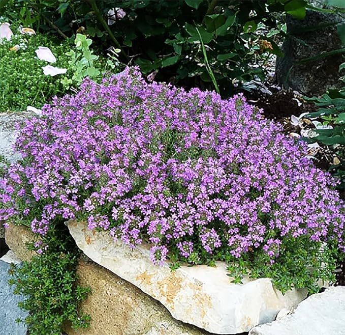 Creeping Thyme Seeds - Dense Ground Cover for Landscaping - 8,000+ Seeds - Outdoor Planting - Grown in The U.S.A