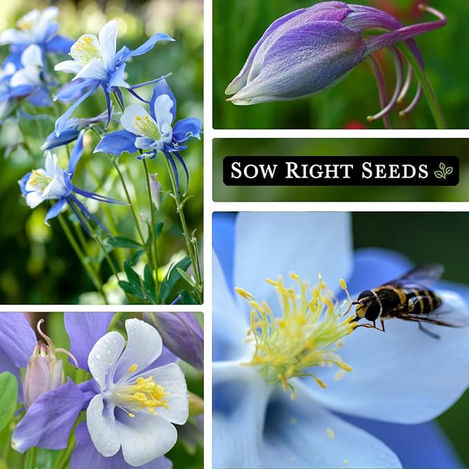 Sow Right Seeds - Blue Columbine Flower Seeds to Plant - Non-GMO Heirloom Packet With Instructions to Plant in Your Garden- Beautiful Perennial Flowers - Attract Hummingbirds, Bees and Butterflies (4)