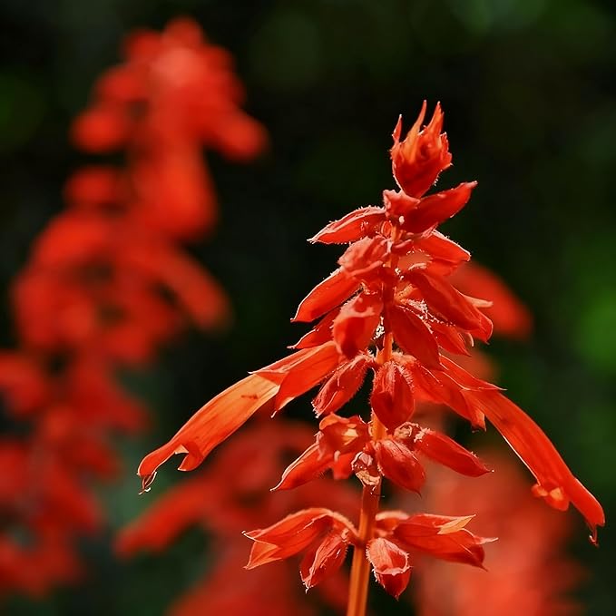 50 Scarlet Sage Flower Seeds for Planting, Perennial Rare Salvia Seed, Non-GMO Arizona Sandstone Agastache Seeds for Garden Home Plant