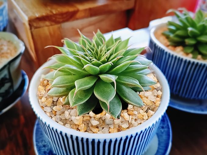 1/8inch-1/5inch Coarse Silica Sand Stones, Boniosz 2.4lb Succulent and Cactus Bonsai Rocks Small Decorative Pebbles for Terrariums, Fairy Gardening, Top Dressing, and Houseplants