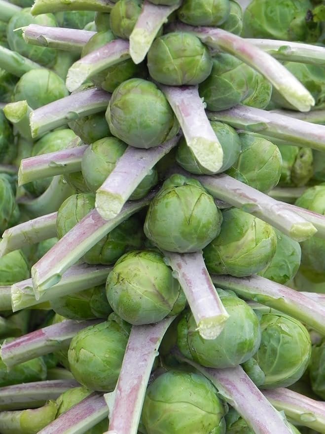 Seeds Brussels Sprouts Cabbage Green Indoor Heirloom Vegetable Non GMO