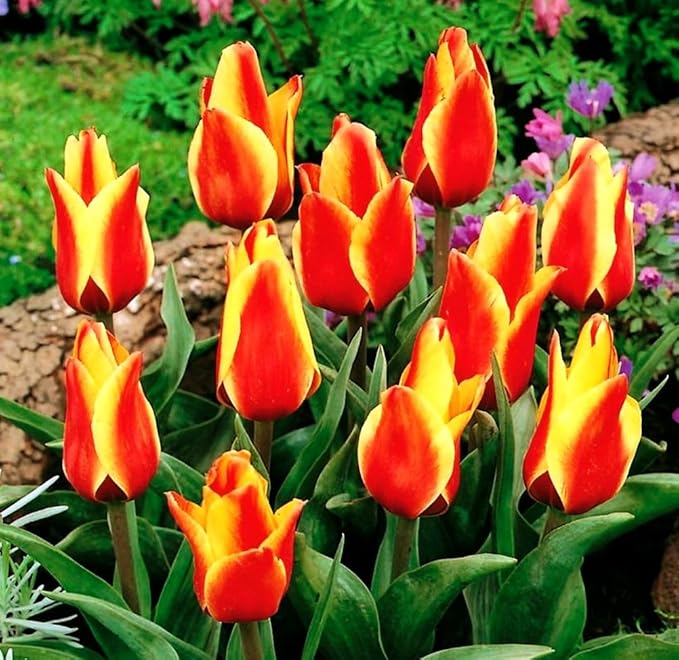 Mix Triumph Tulips 10 Bulbs for Fall Planting Colorful Flower Tulipa Darwin Hybrid Changing Colors Mixture Size 12+ 4 Varieties to Choose (Apeldoorn's Elite, 10, Mix Color)