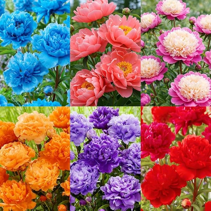 100+ Mixed Colorful Peony Flower Seeds for Planting- Peony Flower Mixed-Attracts Bees&Butterflies Fragrant Butterfly Non-GMO Heirloom Seeds
