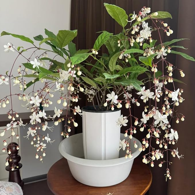 Climbing Jasmine Flower Seeds, 100 Fragrant Plant Seeds Non-GMO, Clerodendrum Seeds for Attracts Pollinators, Garden Home Garden Balcony Climbing Flower