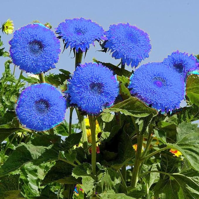 Purple Giant Teddy Bear Sunflower Seeds - 100 Pcs- Attracts Butterflies and Bees