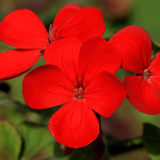 Seed Needs Phlox Seeds for Planting Red Drummond Phlox - Heirloom & Open Pollinated Annual Flowers to Attract Butterflies & Bees to a Butterfly Garden (2 Packs)