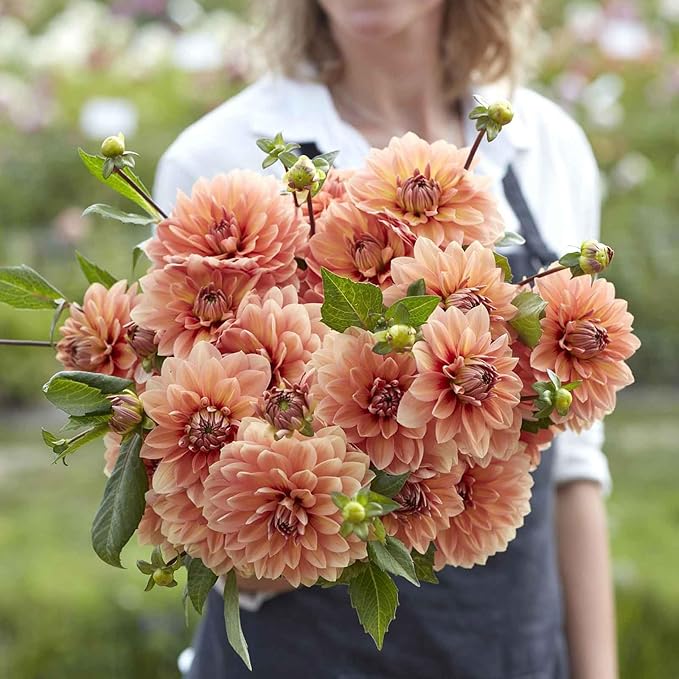 Eden Brothers Dahlia Bulbs (Waterlily) - Nicholas, Non-GMO Bulbs for Planting, 2 Bulbs | Low-Maintenance Flower Bulbs, Plant During Spring, Zones 8, 9, 10, 11